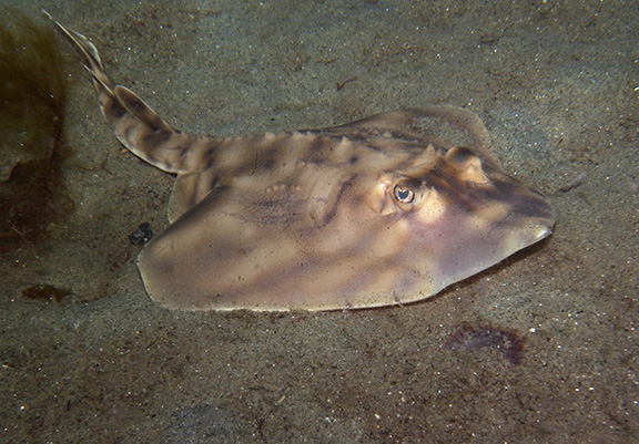 Banded Guitarfish