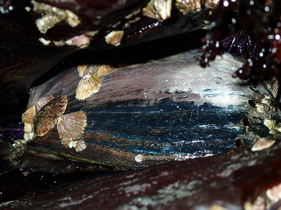 Black Abalone