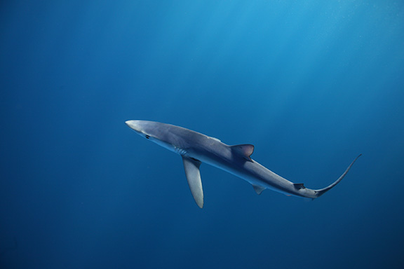 Blue Shark