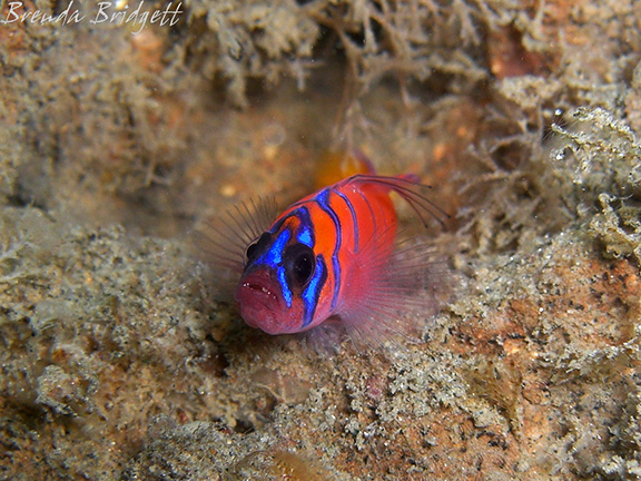 Bluebanded Goby