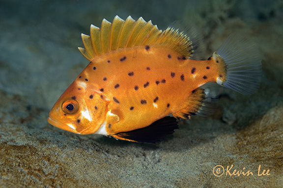 Giant Sea Bass