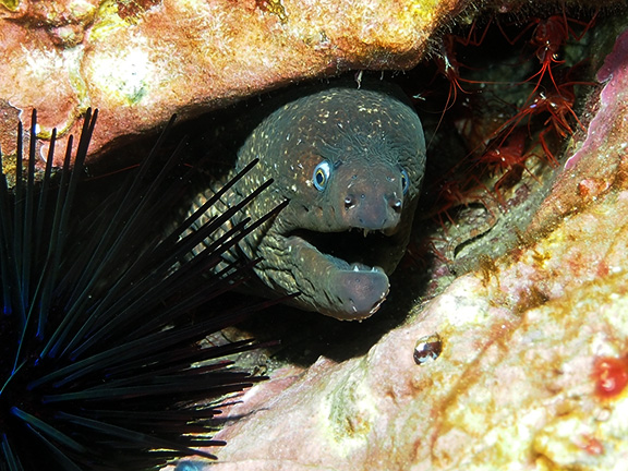 California Moray