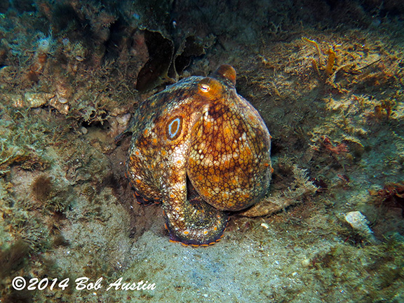 Two-spot Octopus