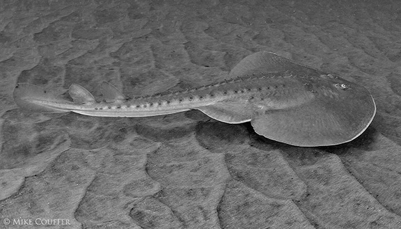 Thornback Ray