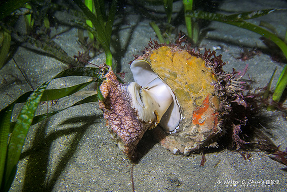 Wavy Turbansnail