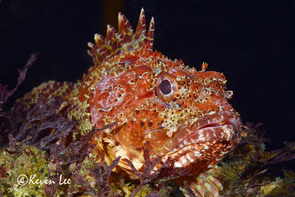 California Scorpionfish