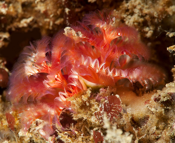 Christmas Tree Worm