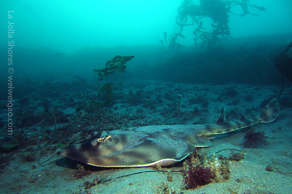 Banded Guitarfish