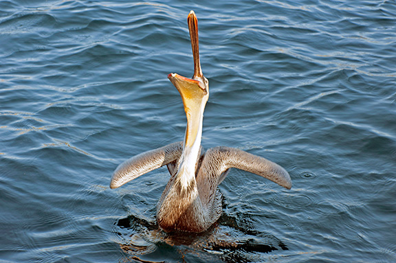 Brown Pelican