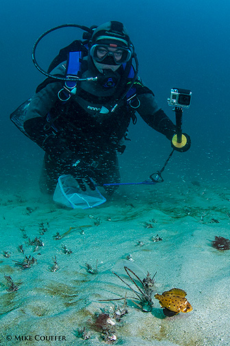 Diver and Juvenile Giant Sea Bass