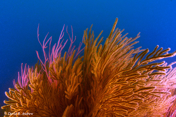 Gorgonian