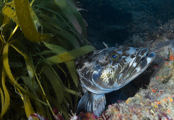 Lingcod