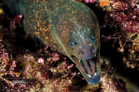 California Moray