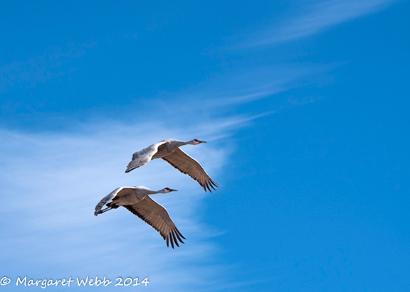 Sandhill Cranes