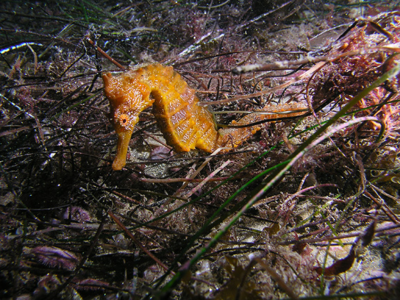 Pacific Seahorse