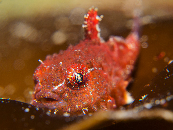 Pacific Spiny Lumpsucker