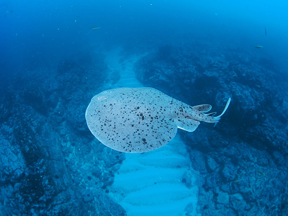 Pacific Electric Ray