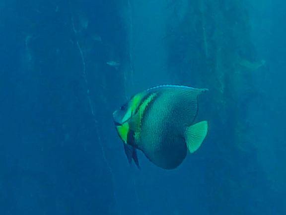 Cortez Angelfish