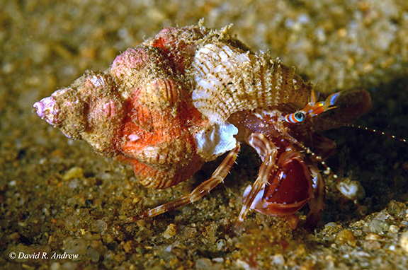 Hermit Crab