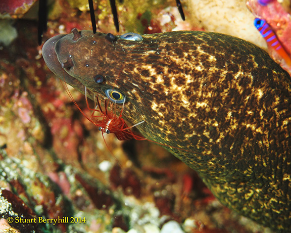 California Moray