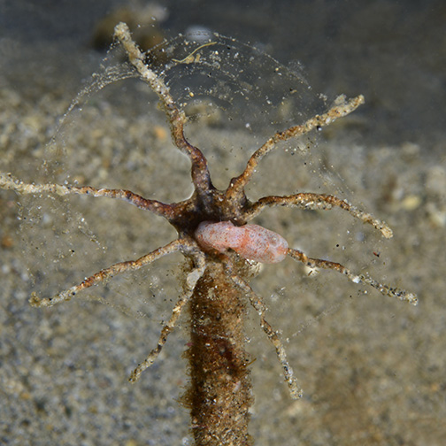 Windmill Worm