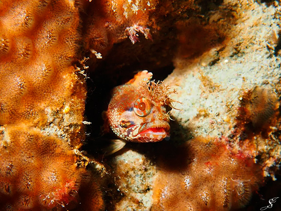 Yellowfin Fringehead