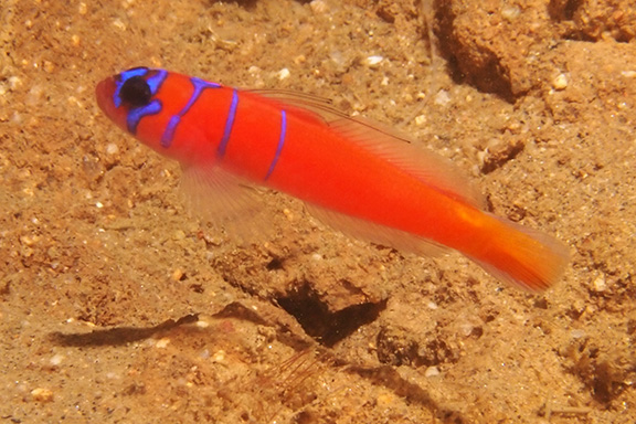 Bluebanded Goby