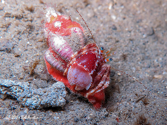 Hermit Crab