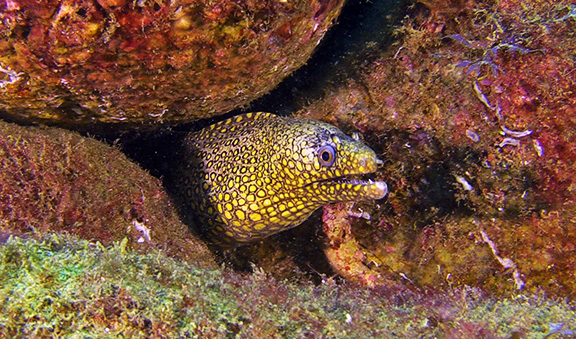 Jewel Moray