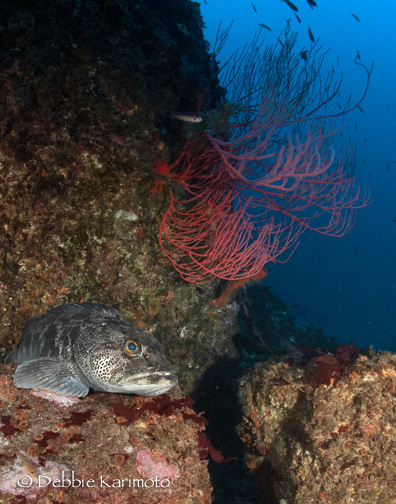 Lingcod