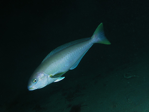 Ocean Whitefish