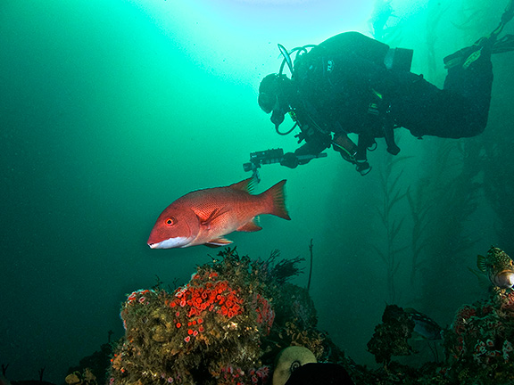 California Sheephead