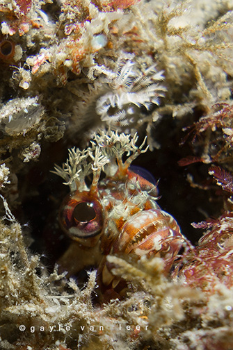 Yellowfin Fringehead