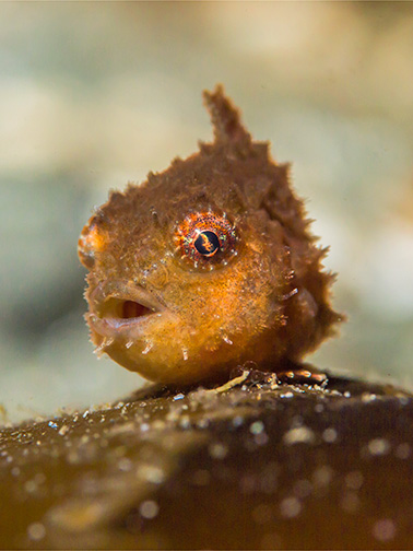 Pacific Spiny Lumpsucker