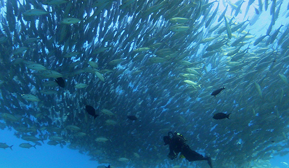 Bigeye Trevally