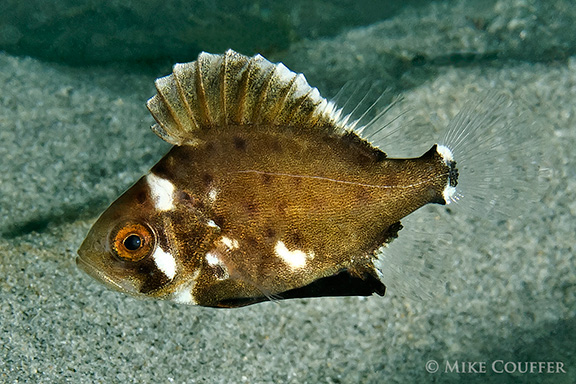 Giant Sea Bass