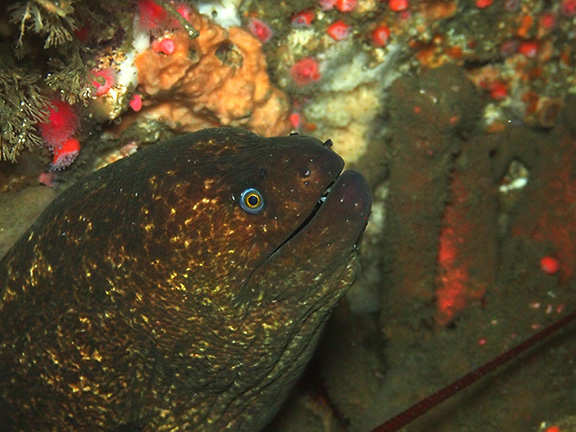 California Moray