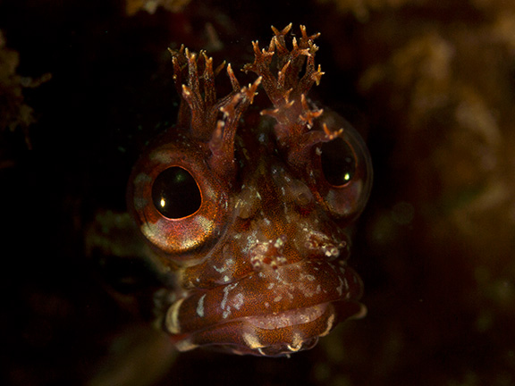 Yellowfin Fringehead