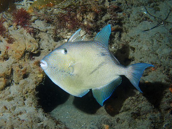 Finescale Triggerfish