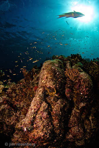 Reef scene