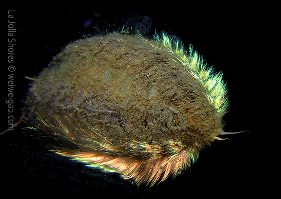 Sea Mouse