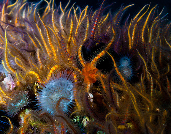 Spiny Brittle Stars