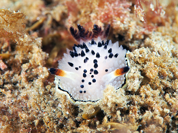 Acanthodoris rhodoceras