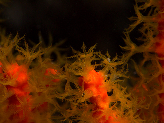 California Golden Gorgonian