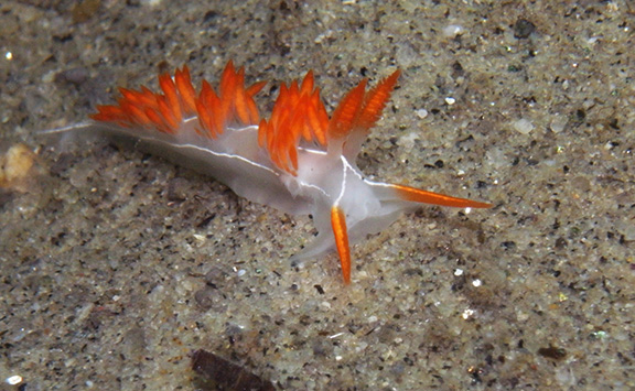 Flabellina trilineata