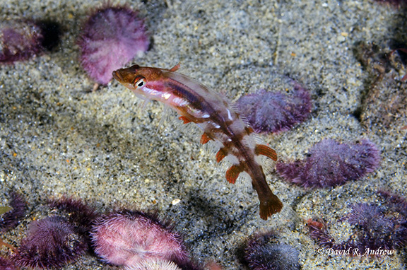 Giant Kelpfish