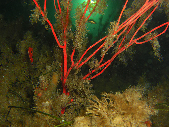 Red Gorgonian