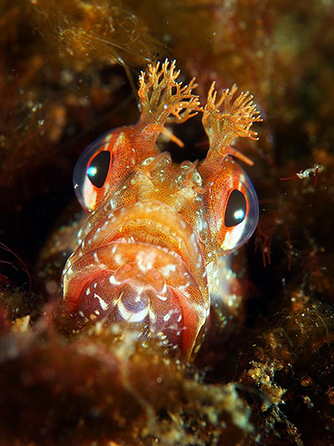 Yellowfin Fringehead