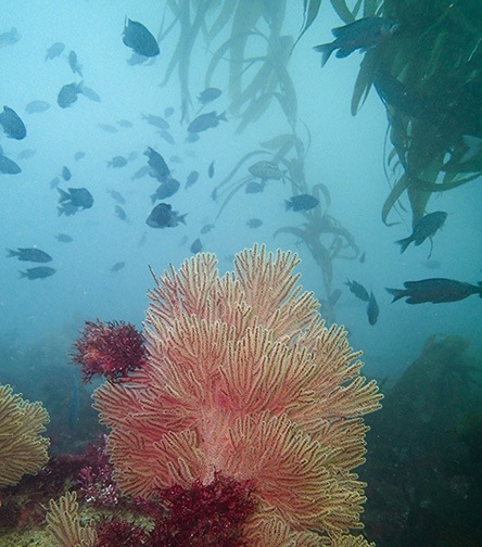 California Golden Gorgonian