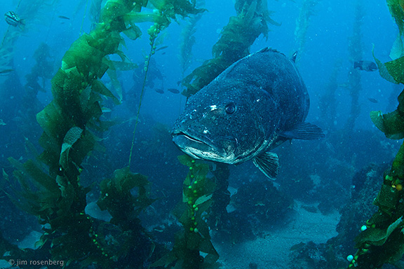 Giant Sea Bass